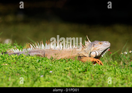 Adult Male Green Iguana ( Iguana iguana ) sunning itself in Florida by Mark J Thomas Stock Photo
