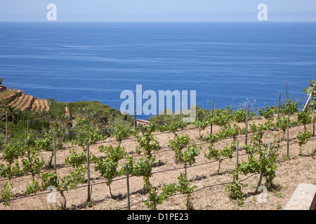 Vineyards near the Sea in Mallorca Stock Photo