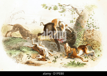 Boar with a pack of dogs. Antique illustration, 1856. Stock Photo