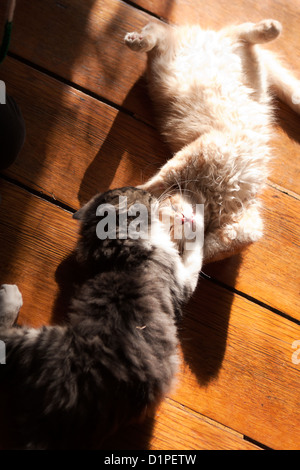 kittens play fighting Stock Photo