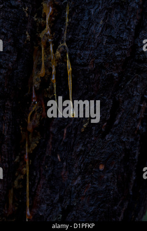 Resin drop on a greek pine tree trunk Stock Photo