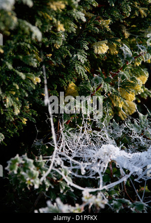 frosty cobweb Stock Photo