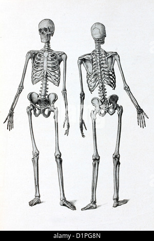 Human skeleton. Antique illustration, 1936. Stock Photo