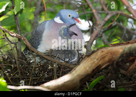 Columba palumbus, Woodpigeon. Bird warms its chicks in the nest. Stock Photo