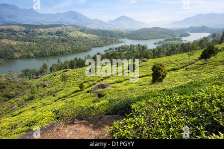 Tea plantation in Munnar, Kerala, India showing the rows of tea trees and mountain slopes and lake on a bright sunny day. Stock Photo