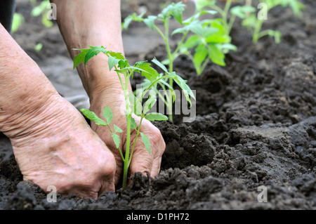 senior woman planting a tomato seedling Stock Photo
