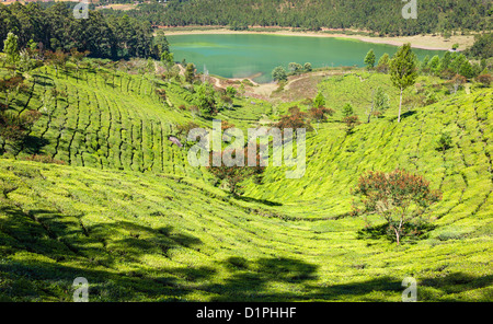 Tea plantation in Munnar, Kerala, India showing also a lake and mountains on a bright sunny day with blue sky. Stock Photo