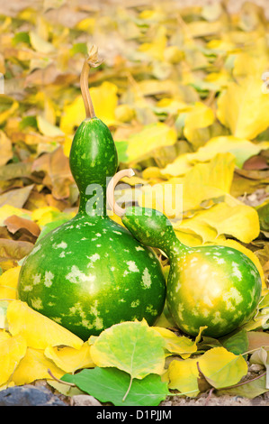 Two pumpkins on the yellow autumn leaves Stock Photo