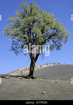 Single Tree Standing Alone on the field Stock Photo - Alamy