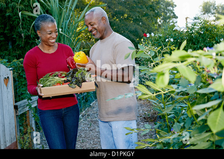 Black couple gathering vegetables in community garden Stock Photo