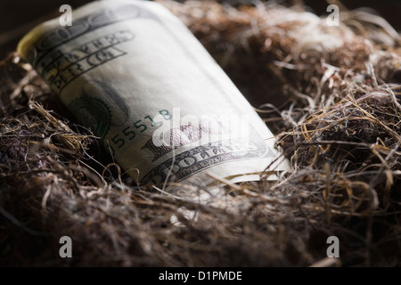 One hundred dollar bill in bird's nest Stock Photo
