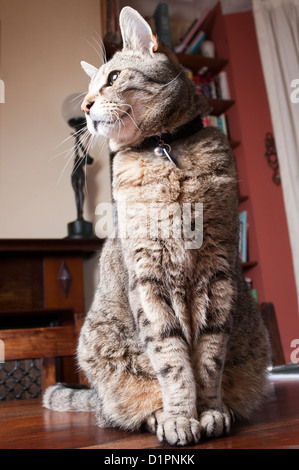 Cat at home on a dining table Stock Photo