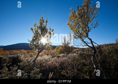Birch trees on a frosty morning at Fokstumyra nature reserve, Dovre, Norway. Stock Photo