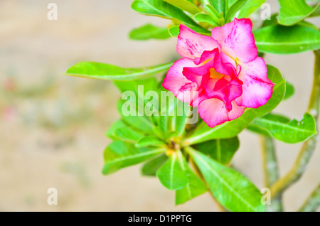 Tropical flower Pink Adenium Stock Photo