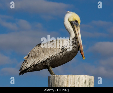 A portrait of a brown pelican sitting on a pole against a mostly blue sky. Stock Photo