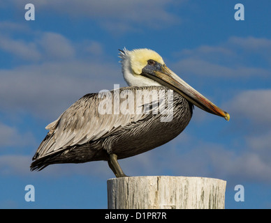 A portrait of a brown pelican sitting on a pole against a mostly blue sky. Stock Photo