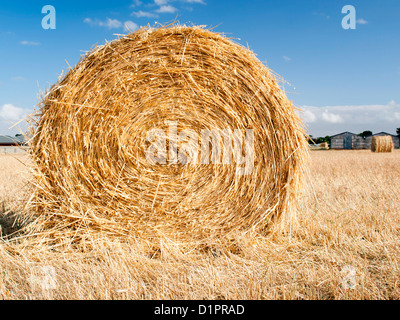 Bales of hay in the fields in summer time harvest