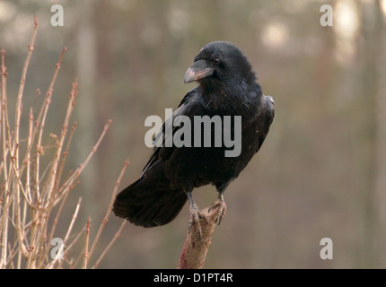 raven Stock Photo