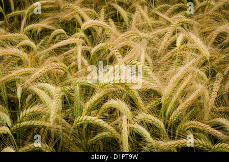 Wheat Weizen Field Feld Close Up Ripe Germany Stock Photo