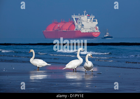 The Netherlands, Rotterdam, Port. Norwegian tanker transporting Natural Liquid Gas ( LNG ) Couple of mute swans ( Cygnus Olor ) Stock Photo