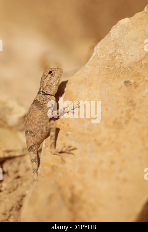 Sinai Agama (Agama sinaita), basking on a rock. Photographed in Israel in November Stock Photo