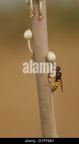 An adult female worker wasp Polistes sp. on a plant's stem. Stock Photo