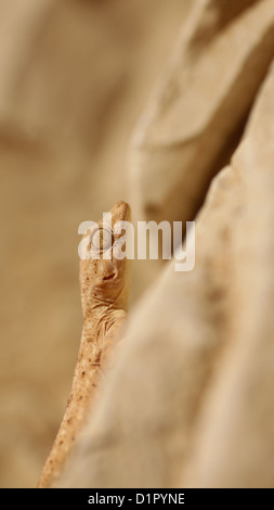 Sinai Fan-fingered Gecko (Ptyodactylus guttatus) Photographed in Israel in November Stock Photo