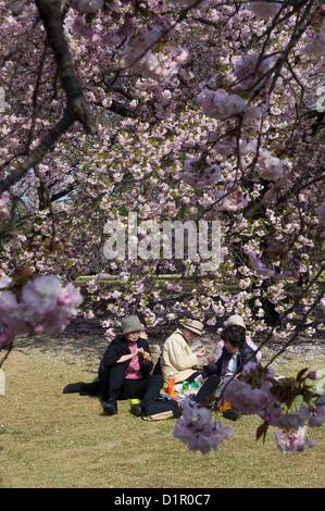 Picnic at Shinjuku Gyoen National Garden, with Cherry blossom trees in Shinjuku Park. Stock Photo