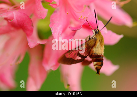 Hummingbird moth (Hemaris thysbe) on azalea flowers, Greater Sudbury, Ontario, Canada Stock Photo