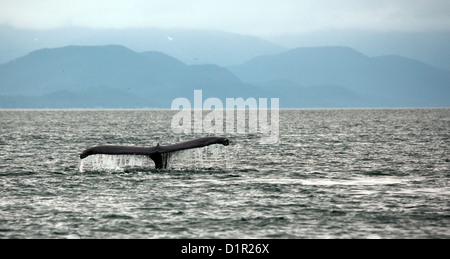 humpback whale diving in Auke  Bay, Alaska with tail showing Stock Photo