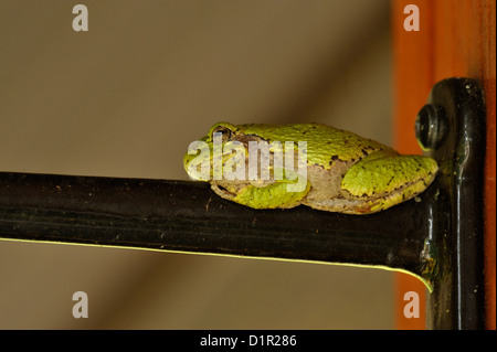Eastern Gray treefrog (Hyla versicolor), Greater Sudbury, Ontario, Canada Stock Photo