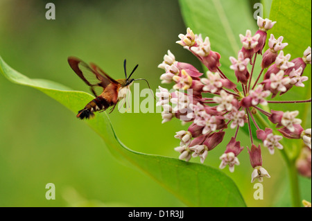 Hummingbird Clearwing Moth (Hemaris thysbe) nectaring on Common Milkweed (Asclepias syriaca) , Greater Sudbury , Ontario Stock Photo