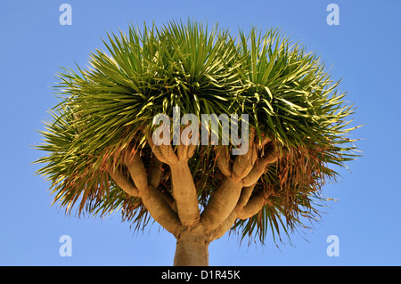Closeup Canary Islands Dragon Tree (Dracaena draco) at Tenerife on the blue sky background. This tree is the natural symbol of t Stock Photo