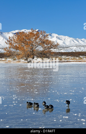 American coot (Fulica Americana) Loafing on frozen pond, Bosque del Apache National Wildlife Refuge, New Mexico, USA Stock Photo