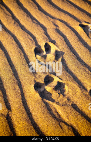 Morocco, M'Hamid, Erg Chigaga sand dunes. Sahara desert. Detail ripple-marks. Footsteps. Stock Photo
