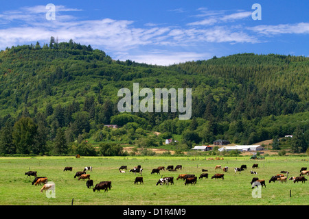 Dairy cows graze on farmland near Tillamook, Oregon, USA. Stock Photo