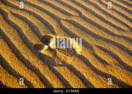 Morocco, M'Hamid, Erg Chigaga sand dunes. Sahara desert. Detail ripple-marks. Footsteps. Stock Photo