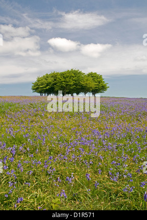 Attractive bluebell meadows on Cothelsone Hill at the southern end of the Quantock Hills in Somerset Stock Photo