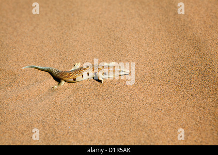 Morocco, M'Hamid, Erg Chigaga sand dunes. Sahara desert. Sandfish (Scincus scincus). Stock Photo