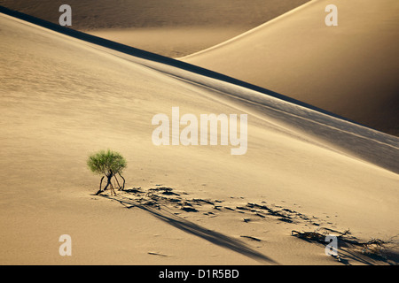 Morocco, M'Hamid, Erg Chigaga sand dunes. Sahara desert. Stock Photo
