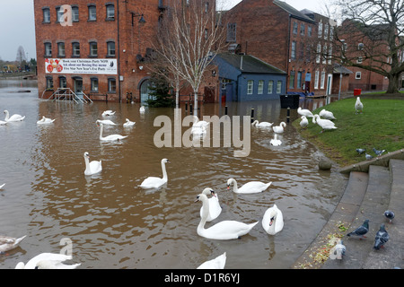 Mute swan, Cygnus olor, group of bird in streets of Worcester flooded by River Seven, Worcestershire, December 2012 Stock Photo