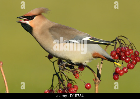 Seidenschwanz (Bombycilla garrulus) Bohemian Waxwing • Baden-Wuerttemberg; Deutschland Stock Photo