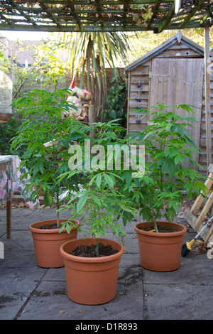 Cannabis plants, marijuana, growing in pots in back yard Stock Photo