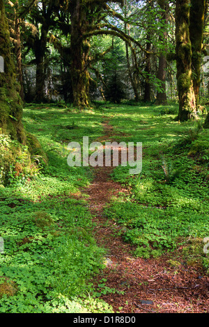 Hoh Rain Forest, Forks, Wa Stock Photo - Alamy