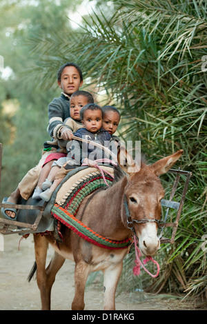Morocco, near Zagora, Children on donkey in oasis. Stock Photo