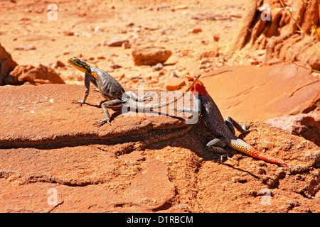 A female Namib Rock Agama approached by a male Stock Photo