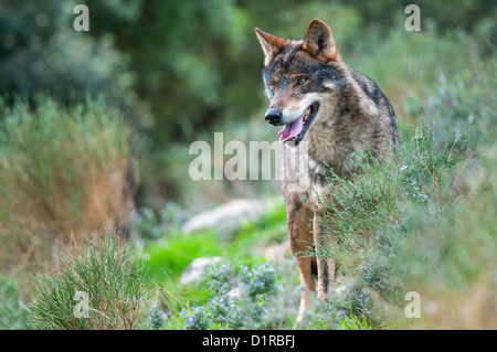 Iberian wolf portrait