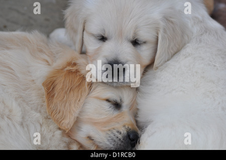 two golden retriever puppies Stock Photo