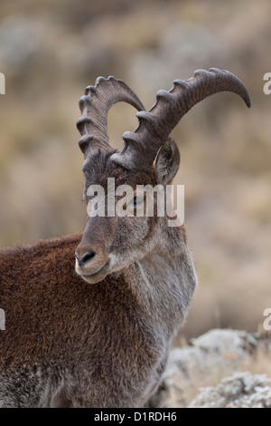 A endangered male walia ibex (Capra walie) in the Semien Mountains of Ethiopia Stock Photo
