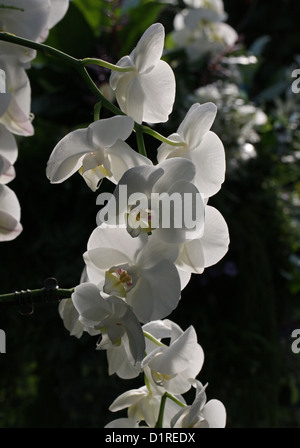 White Moth Orchid, Phalaenopsis Hybrid, Orchidaceae.